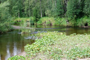 komi Cumhuriyeti ormanları Nehri.
