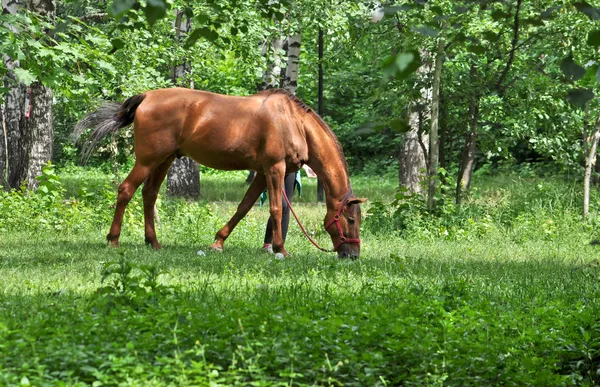 Häst i en skog glade. — Stockfoto