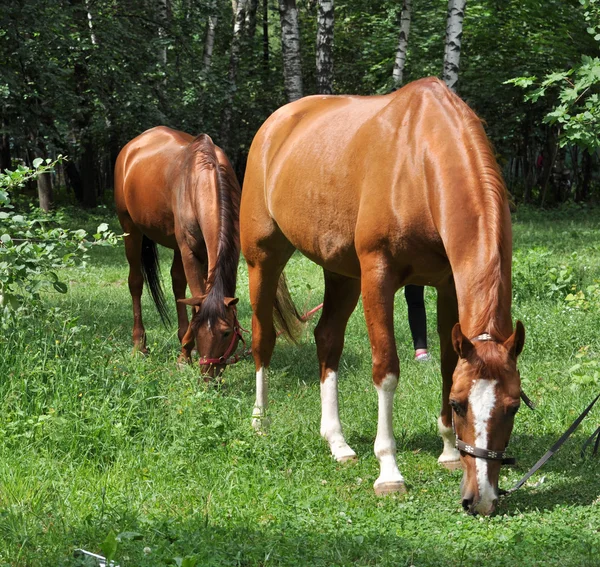 Häst i en skog glade. — Stockfoto