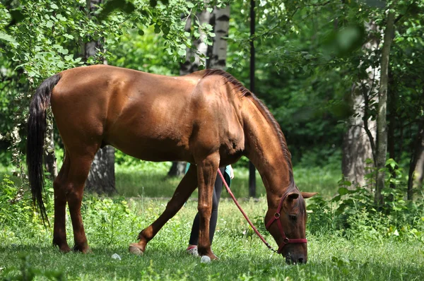 Pferd auf einer Waldlichtung. — Stockfoto