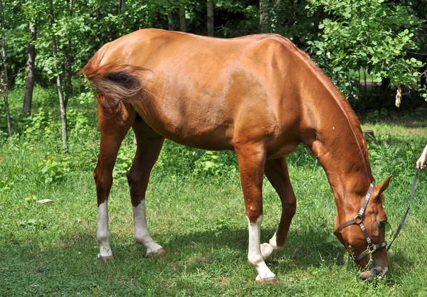Лошадь на лесной поляне . — стоковое фото
