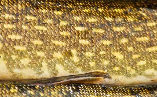 Kant de snoek. Huid van een vis met schubben. — Stockfoto
