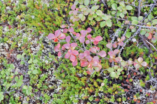 A tundra de bétula anã . — Fotografia de Stock