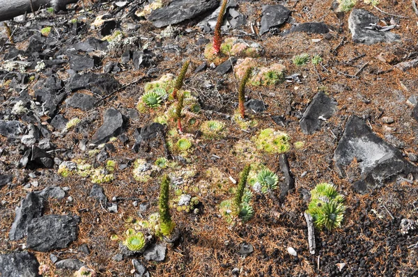 ᐈ Suelo rocoso imágenes de stock, fotos dibujo de suelo rocoso