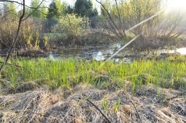 Genç yaprakları çimen