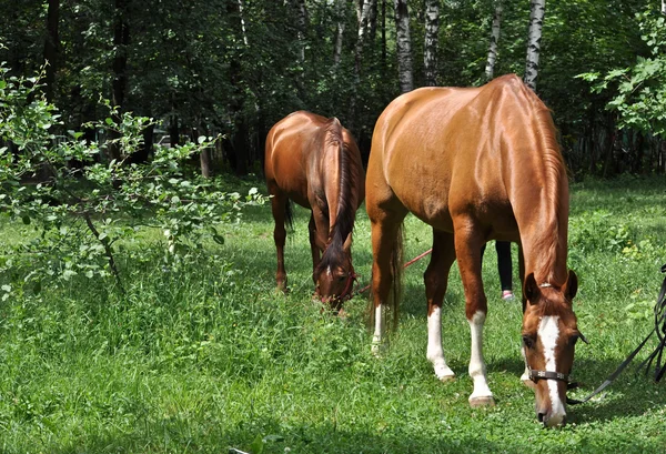 ม้าในป่า Glade . — ภาพถ่ายสต็อก