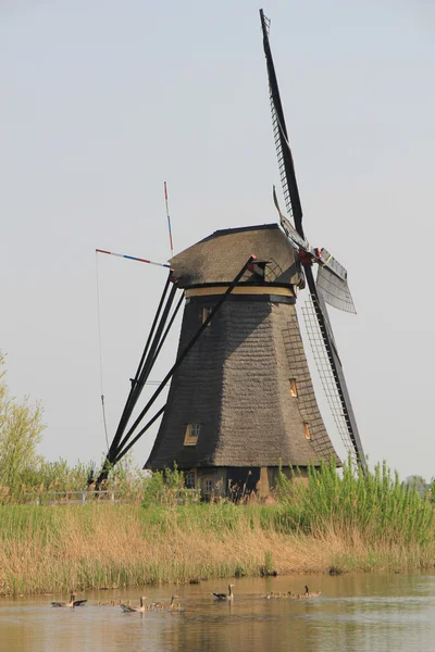 Holenderski wiatrak. — Zdjęcie stockowe