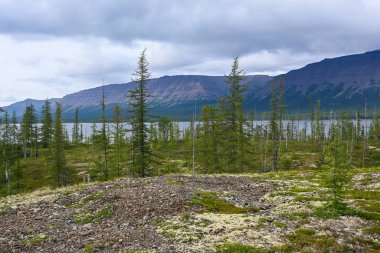 Dağ Tayga Putorana Plato üzerinde. Doğu Sibirya yaz orman manzara.