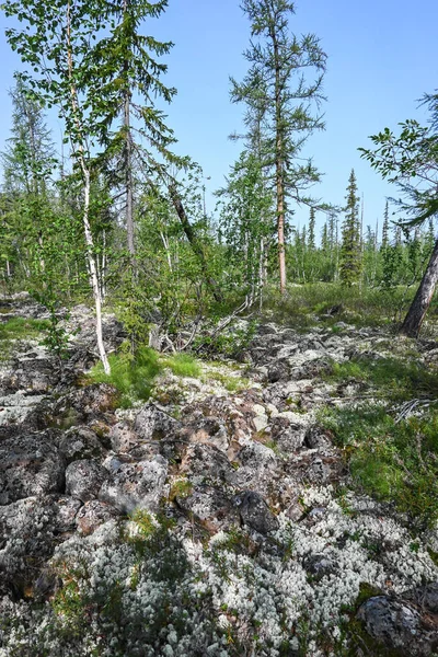Putorana 高原上的山地针叶林 西伯利亚东部夏季森林景观 — 图库照片