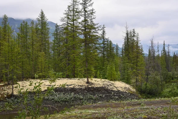 Taiga Montaña Meseta Putorana Paisaje Forestal Verano Siberia Oriental — Foto de Stock