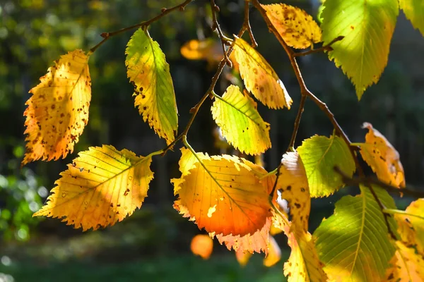 Herfst Tijd Van Vallende Bladeren Herfst Bladeren Aan Bomen — Stockfoto