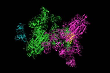 SARS-CoV-2 Spike Glycoprotein. S proteini ile kompleksin yapısı, Coronavirus 'un 