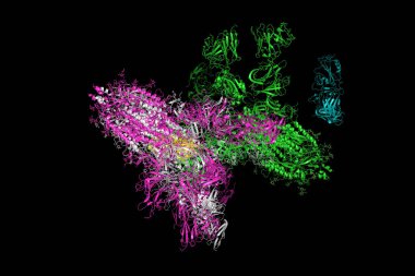 SARS-CoV-2 Spike Glycoprotein. S proteini ile kompleksin yapısı, Coronavirus 'un 