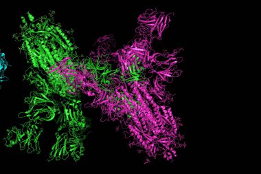 SARS-CoV-2 Spike Glycoprotein. S proteini ile kompleksin yapısı, Coronavirus 'un 