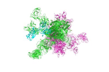 SARS-CoV-2 Spike Glycoprotein. S proteini ile kompleksin yapısı, Coronavirus 'un 