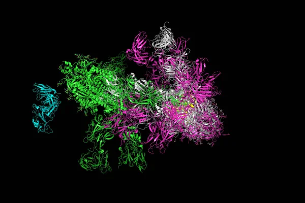 Sars Cov 2斯派克糖蛋白 与蛋白质S的复合物的结构 蛋白质S形成了头皮的 3D呈现 — 图库照片