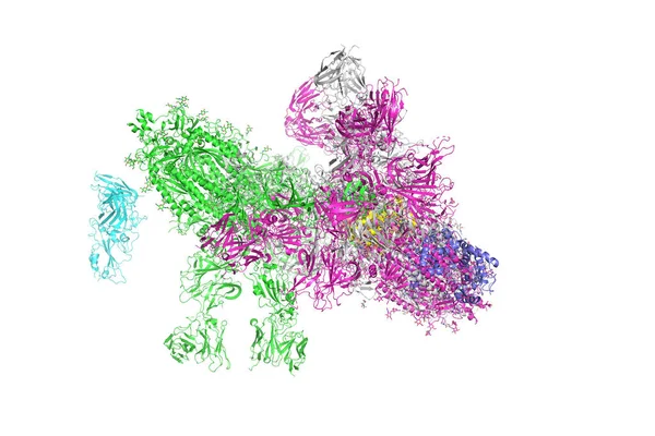 Sars Cov 2スパイク糖タンパク質 コロナウイルスの を形成するタンパク質Sとの複合体の構造 3Dレンダリング — ストック写真