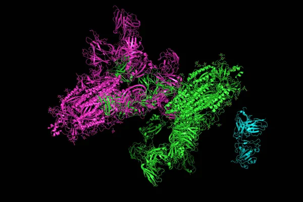 Sars Cov 2斯派克糖蛋白 与蛋白质S的复合物的结构 蛋白质S形成了头皮的 3D呈现 — 图库照片