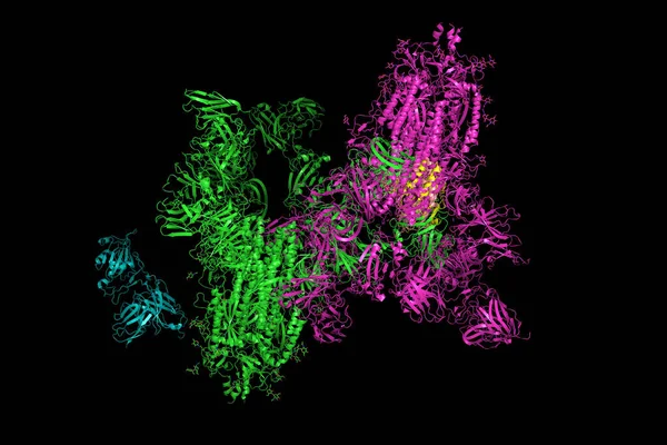 Glycoprotéine Spike Cov Sras Structure Complexe Avec Protéine Qui Forme — Photo