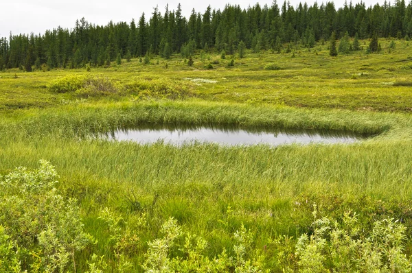 Marshy tundra near the river Lemva — Stock Photo, Image