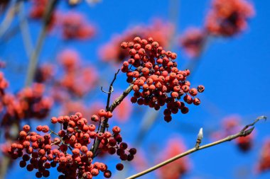 Sonbahar renkleri. Mavi gökyüzünün arka planında olgunlaşmış kızılcık üzümleri..