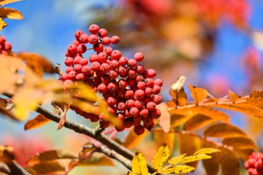 Sonbahar renkleri. Mavi gökyüzünün arka planında olgunlaşmış kızılcık üzümleri..