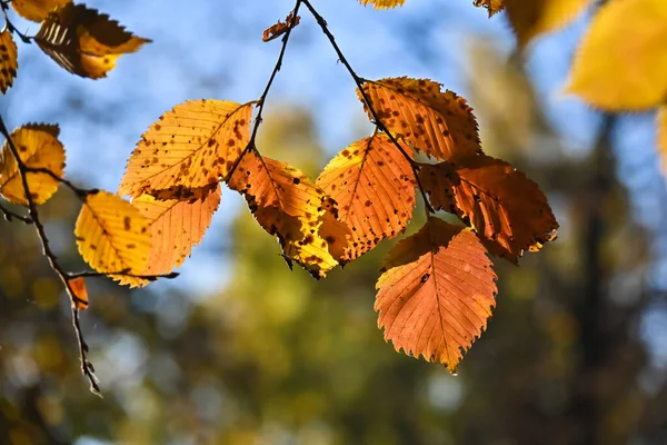 Herfst Kleuren Helder Gekleurde Beukenbladeren Oktober — Stockfoto