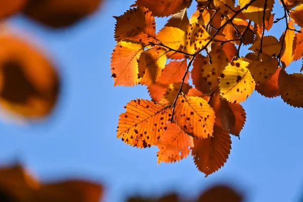 Herfst Kleuren Helder Gekleurde Beukenbladeren Oktober — Stockfoto