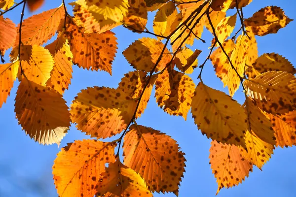 Herfst Kleuren Helder Gekleurde Beukenbladeren Oktober — Stockfoto