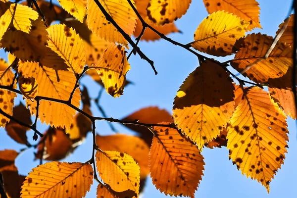 Herfst Kleuren Helder Gekleurde Beukenbladeren Oktober — Stockfoto