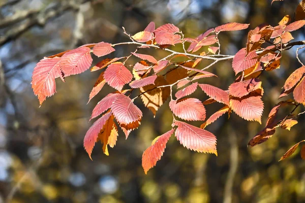 Cores Outono Folhas Faia Brilhantemente Coloridas Outubro — Fotografia de Stock