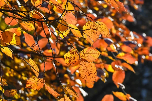 Herfst Kleuren Helder Gekleurde Beukenbladeren Oktober — Stockfoto