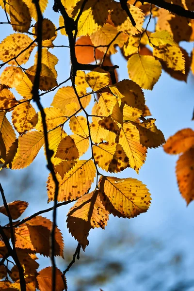 Herfst Kleuren Helder Gekleurde Beukenbladeren Oktober — Stockfoto