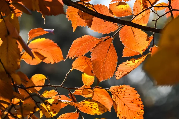 Herfst Kleuren Helder Gekleurde Beukenbladeren Oktober — Stockfoto