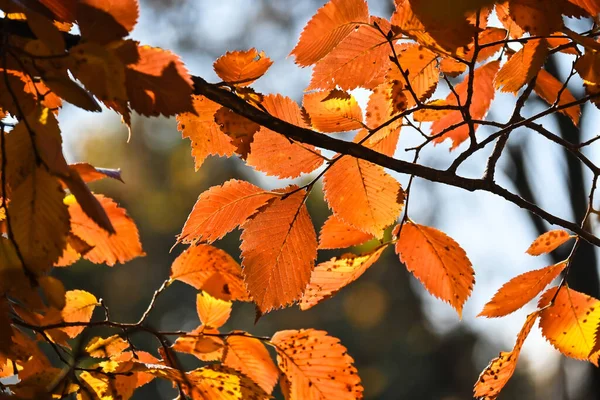 Herfst Kleuren Helder Gekleurde Beukenbladeren Oktober — Stockfoto