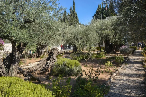 Ancient Olive Trees Garden Gethsemane Foot Mount Olives Jerusalem — Stock Photo, Image