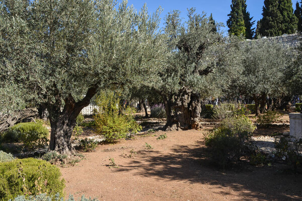Ancient olive trees in the Garden of Gethsemane at the foot of the Mount of Olives in Jerusalem.
