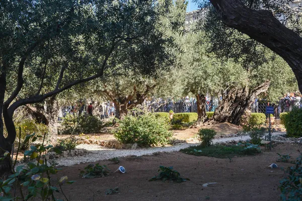 Ancient Olive Trees Garden Gethsemane Foot Mount Olives Jerusalem — Stock Photo, Image