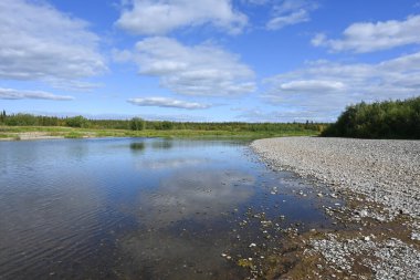 Yaz nehri manzarası. Komi Cumhuriyeti 'ndeki Kuzey Tayga Nehri, Rusya.