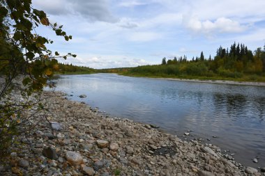 Yaz nehri manzarası. Komi Cumhuriyeti 'ndeki Kuzey Tayga Nehri, Rusya.