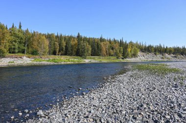 Yaz nehri manzarası. Komi Cumhuriyeti 'ndeki Kuzey Tayga Nehri, Rusya.