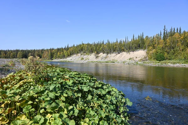 夏天的河流景观 俄罗斯科米共和国的北泰加河 — 图库照片
