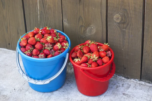 Strawberries in a bucket — Stock Photo, Image
