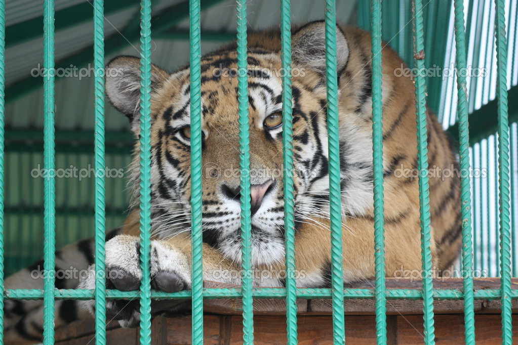 Tiger in a cage — Stock Photo © xanarm 31870253