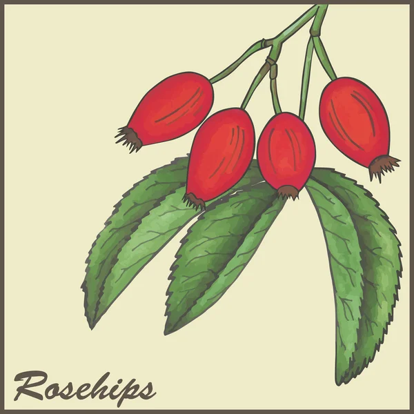 Fond vintage avec Rosehips — Image vectorielle