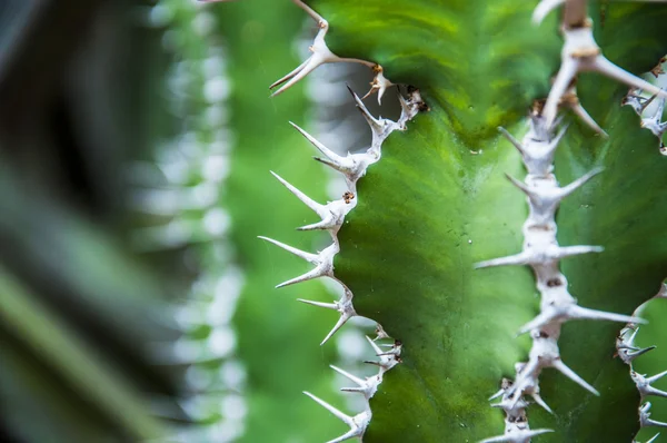 Cactus à pointes — Photo