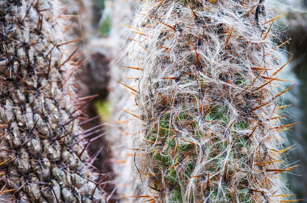 Cactus à pointes — Photo
