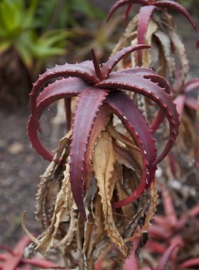 vahşi kırmızı aloe vera