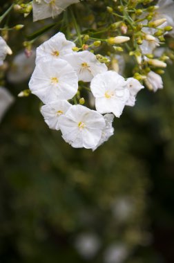 Bahar zamanı beyaz kiraz çiçekleri