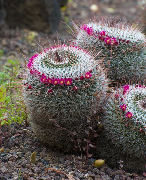 Cactus aux fleurs roses — Photo